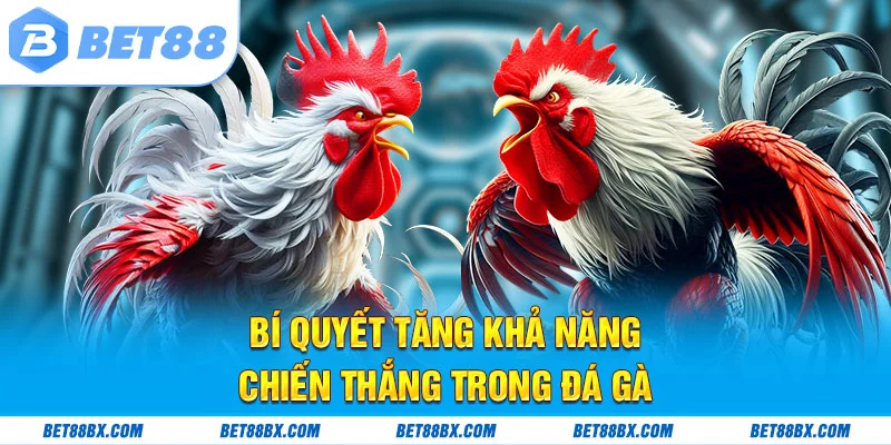 Bí quyết tăng khả năng chiến thắng trong đá gà